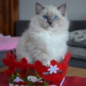 Rag a 04 
                            blue mitted