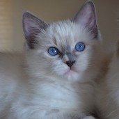 Rag a 04 
                            blue mitted