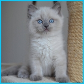 Oliver  RAG a 
                            blue colorpoint ragdoll