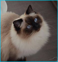 Cecilie - Seal colorpoint Ragdoll