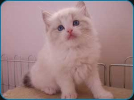 Faith
                     Seal lynx bicolour Ragdoll