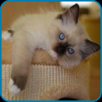 Tiffany - Seal Colorpoint Ragdoll