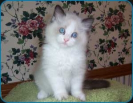 Sunny
                    - Seal bicolour Ragdoll