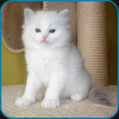 Brandon  blue lynx bicolour Ragdoll