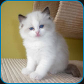 Bruthus  seal bicolor ragdoll