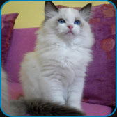 Bolero  seal bicolour Ragdoll