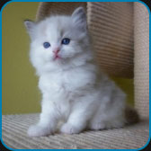 Bella  seal lynx bicolour Ragdoll