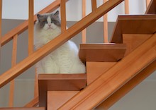 Dodo
- Seal Colorpoint Ragdoll
