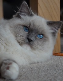 Odett- seal mitted Ragdoll