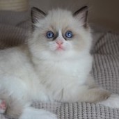 Ugo  RAG n 
                            seal mitted ragdoll