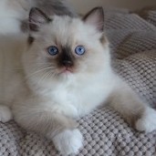 Uma  RAG n 04 
                            seal mitted ragdoll