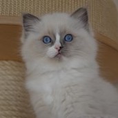 Unique  RAG
                            a 04  blue mitted ragdoll