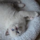 Uzzy  RAG a  blue mitted ragdoll