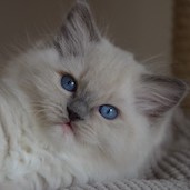 Rag a 04 -
                            blue mitted