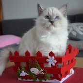 Rag a 04 
                            blue mitted