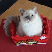 Rag a 04 
                            blue mitted