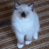 Rag n 04 
                            seal mitted