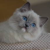 Rag a 04 - seal
                            mitted