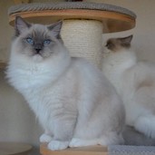 Odett -
blue mitted Ragdoll