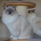 Odett -
                  blue mitted Ragdoll