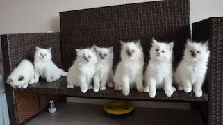 Ragdoll
                    Kittens