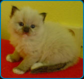 Axel – Mitted Ragdoll