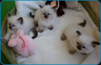 Ragdoll kittens