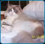 Ragdoll RW TGC Rags2Riches Christian