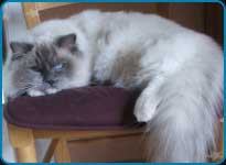 Ragdoll Chatandolls Lucky luck