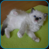 Elizabeth  RAG
                      n 04 - seal mitted