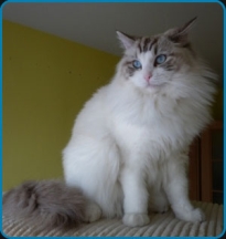 Faith - seal lynx bicolor  high mitted
                    Ragdoll