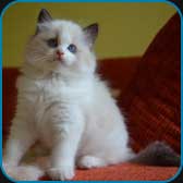 Franky  RAG
                            n 03  seal bicolour ragdoll