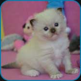 Goofy  RAG n
                            04  seal mitted ragdoll