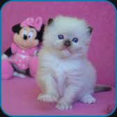 Graffy  RAG n
                            04  seal mitted ragdoll