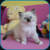 Irina  RAG n
                            04  seal mitted ragdoll