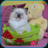 Ivy  RAG n 04  seal mitted ragdoll