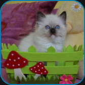 Izabella 
                            RAG n 04  seal mitted ragdoll