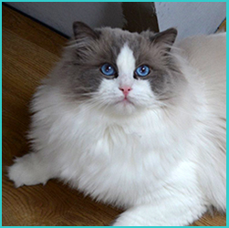 Kelso
                    - Blue bicolour Ragdoll