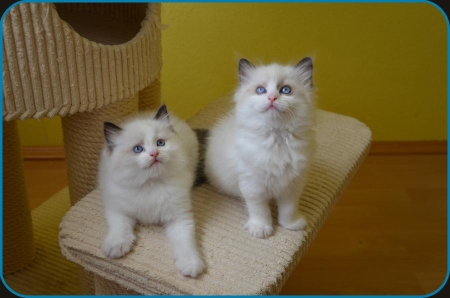 seal bicolor
                      ragdoll kittens