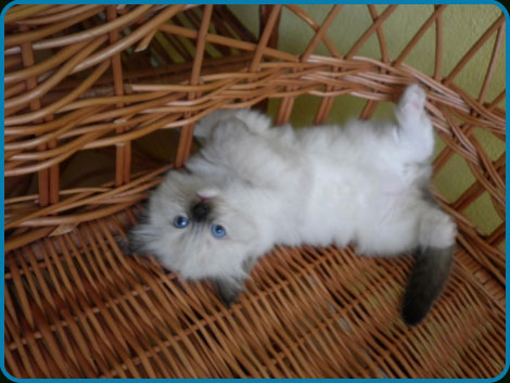 Axel - Seal Mitted Ragdoll Kitten