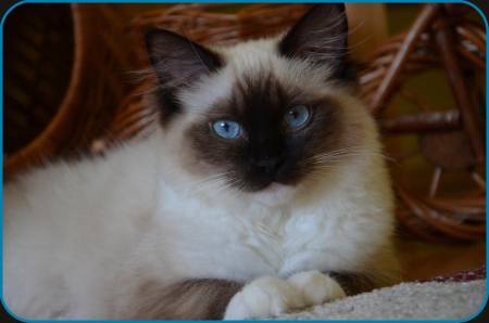 seal mitted ragdoll