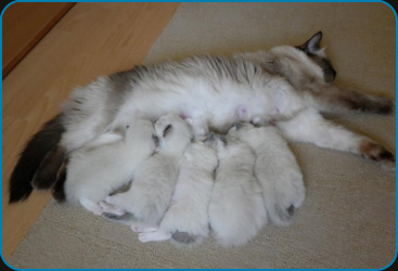 Ragdoll kittens