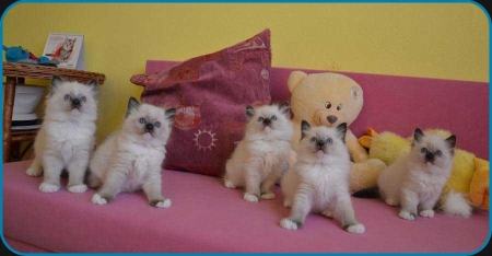 5 seal mitted ragdoll kittens