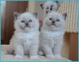 kittens
                      ragdoll