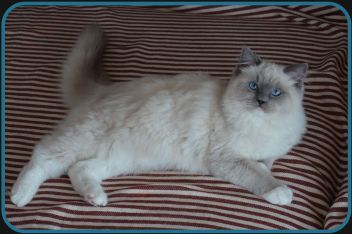 Odett - blue mitted Ragdoll