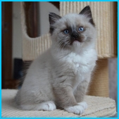 Oliver  RAG
                            n 04  seal mitted ragdoll