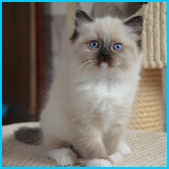 Olivia  RAG
                            a  blue colorpoint ragdoll