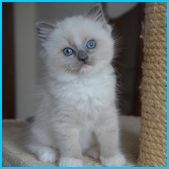 Ophelia  RAG
                            a 04  blue mitted ragdoll