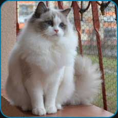 Izia - blue bicolour Ragdoll