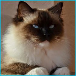 Lilien - seal mitted Ragdoll